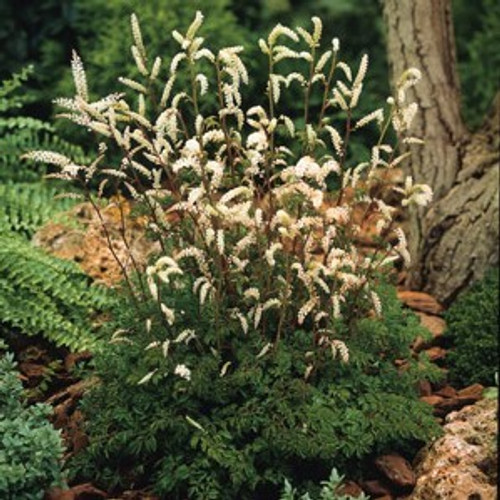 Aruncus aethusifolius - Noble Spirits (Goatsbeard) 18ct