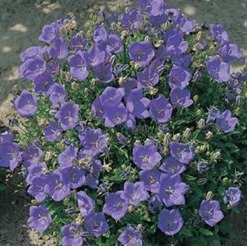 Campanula carpatica - Dark Blue Clips (Bellflower-Carpathian Harebell) 18ct