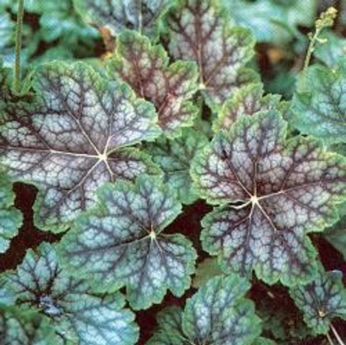 Heuchera americana - Dales Strain (Coral Bells) 18ct
