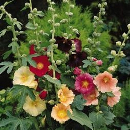 Alcea ficifolia - Happy Lights (Hollyhock) 18ct