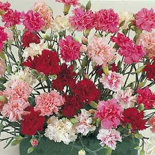 Dianthus plumarius - Spring Beauty Cottage Pinks 18ct