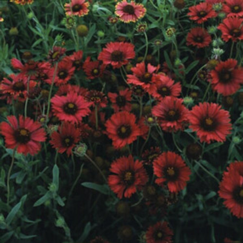Gaillardia aristata - Burgundy (Blanket Flower) 18ct