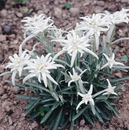 Leontopodium alpinum - Edelweiss 18ct