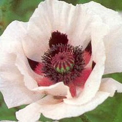 Papaver orientalis - Royal Wedding (Poppy) 18ct
