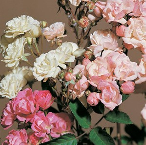 Rosa chinensis - Angel Wings 18ct