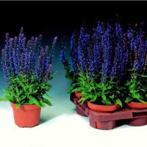 Salvia superba - Merleau Blue 18ct