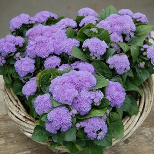 Ageratum - Aloha Blue 12-4 paks