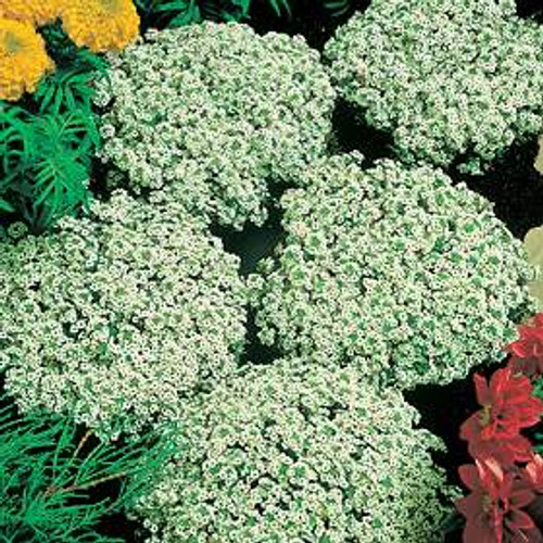 Alyssum - Snow Crystals 12-4 paks