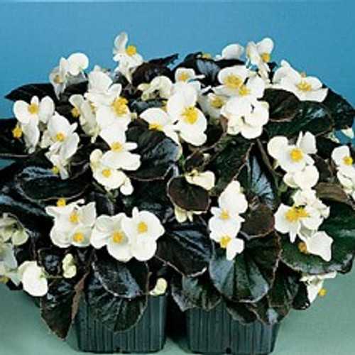 Begonia - Cocktail Whiskey 12-4 paks