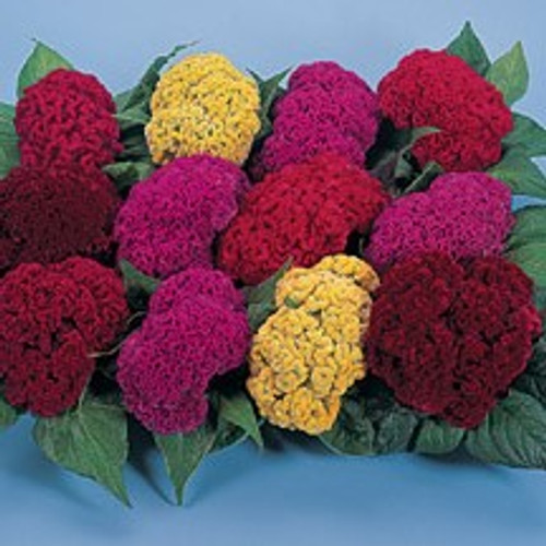 Celosia - Amigo Mix 12-4 paks