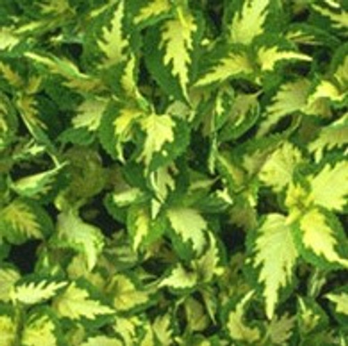 Coleus - Wizard Jade 12-4 paks