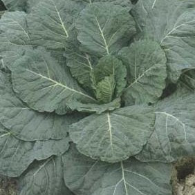 Collards - Vates 12-4 paks