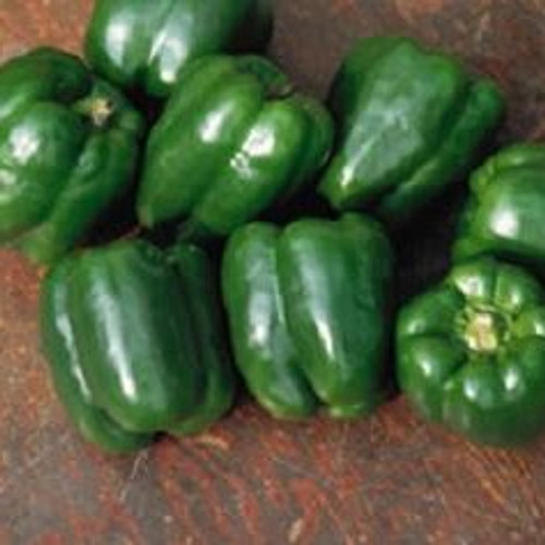 Peppers - Sweet Lady Bell 12-4 paks