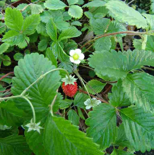 Strawberry, Fragaria-Alpine 12-4 paks