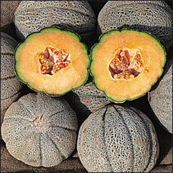 Cantaloupe 18ct