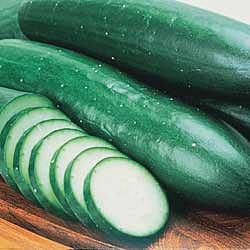 Cucumber - Burpless 18ct