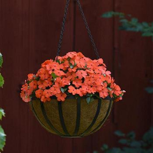 Impatiens - Beacon Salmon 12-4 paks