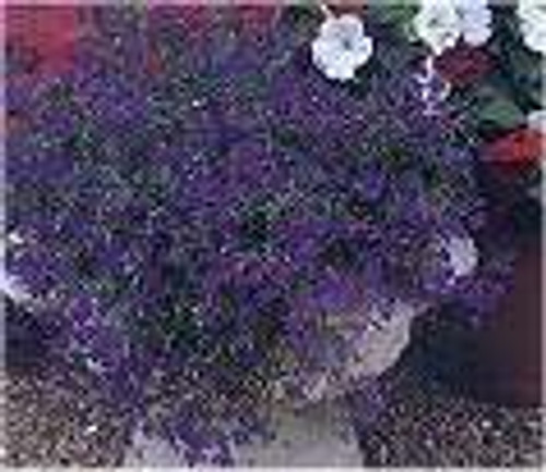 Lobelia - Regatta Midnight Blue 12-4 paks