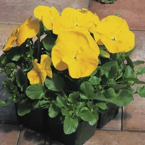 Pansy - Magnum Yellow 12-4 paks