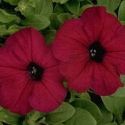 Petunia - Carpet Velvet 12-4 paks