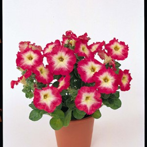 Petunia - Merlin Morn Red 12-4 paks