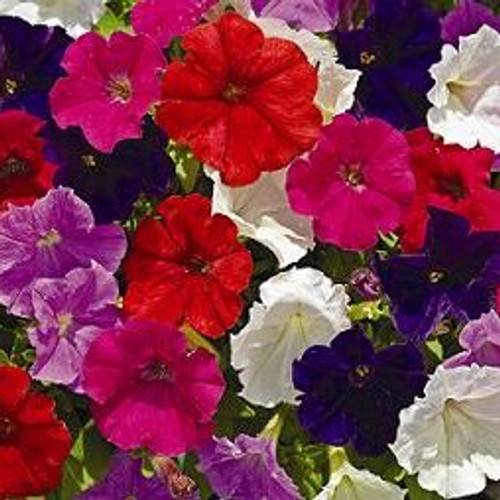 Petunia - Picobella Mix  12-4 paks