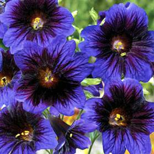 Salpiglossis - Kew Blue 12-4 paks