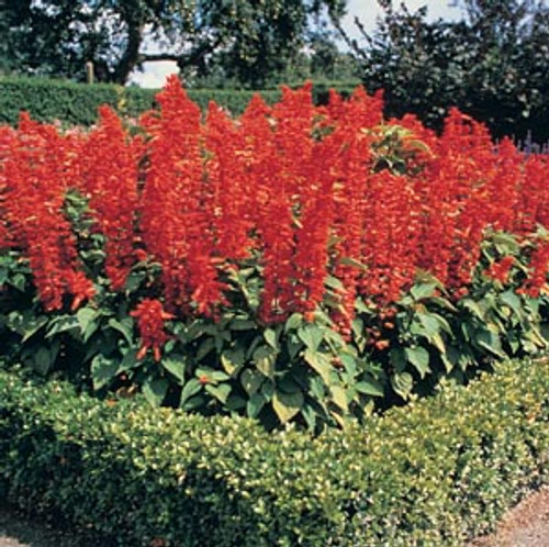 Salvia splendens - Rambo Red 12-4 paks