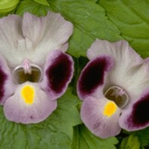 Torenia - Clown Blue 12-4 paks