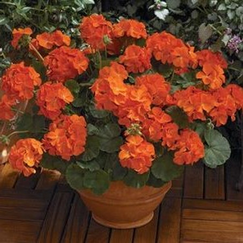 Geranium Seed-grown - Maverick Orange 18ct