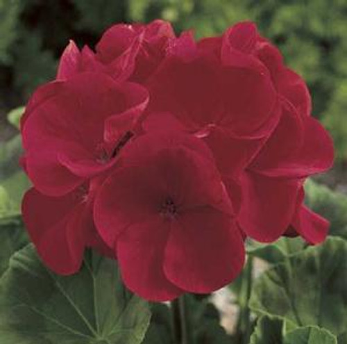 Geranium Seed-grown - Maverick Red 18ct