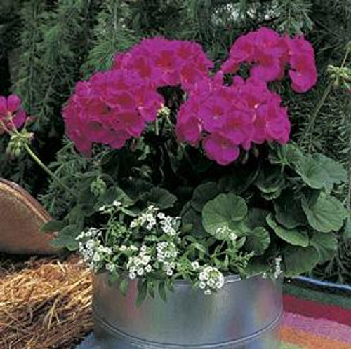 Geranium Seed-grown - Maverick Violet 18ct