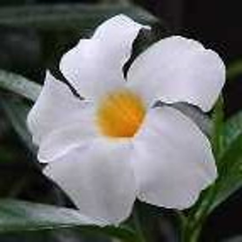 Mandevilla - Chilean Jasmine 18ct