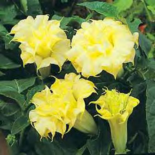 Datura - Double Yellow 15ct