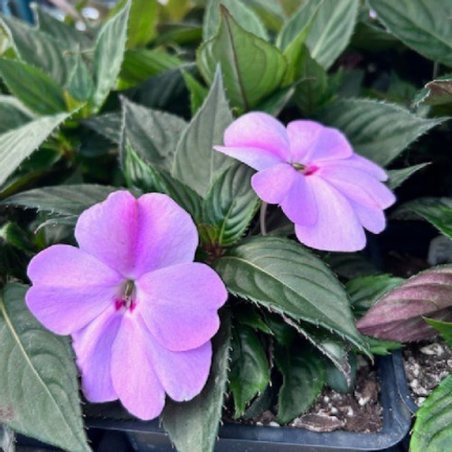 New Guinea Impatiens -Magnum Lavender Splash 15ct
