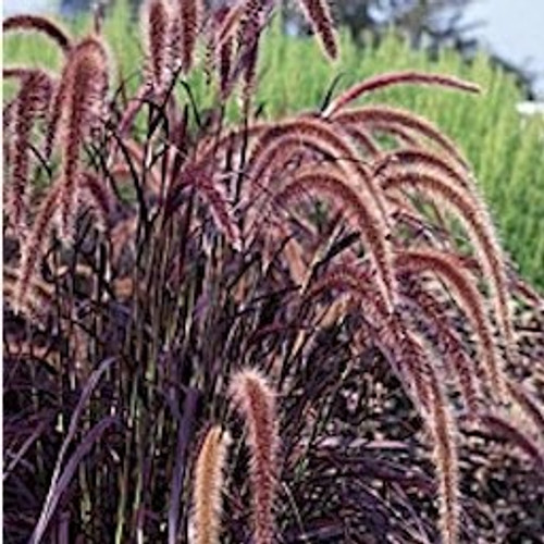 Purple Fountain Grass - Purple 15ct