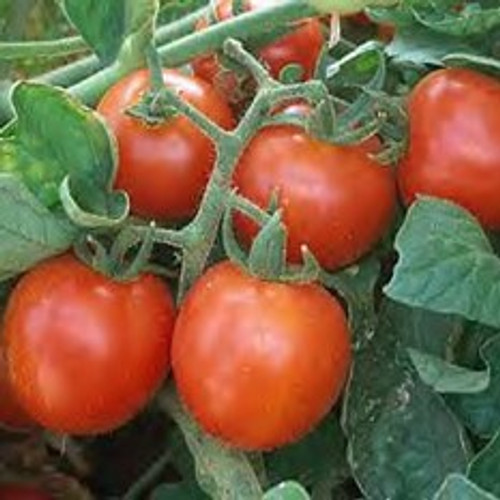 Tomato - Large Red Cherry 18ct