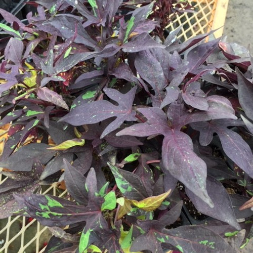 Sweet Potato Vine - Blackie 18ct