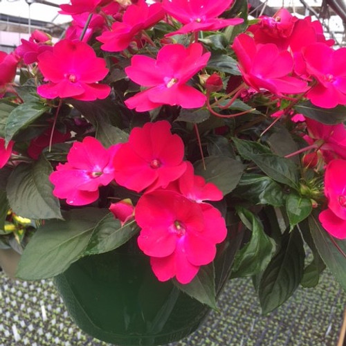 Sunpatiens - Rosy Glow HB