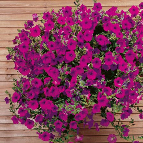Wave Petunia - Purple HB