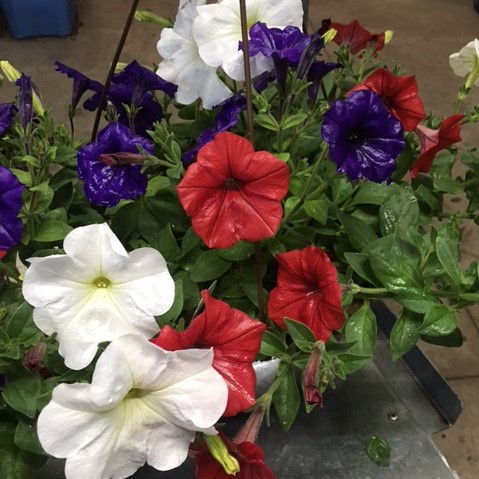 Old Glory - SUN HB Combo