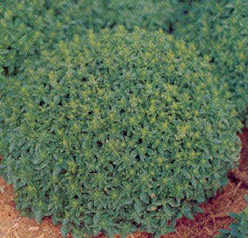 Basil - Spicy Globe 18ct