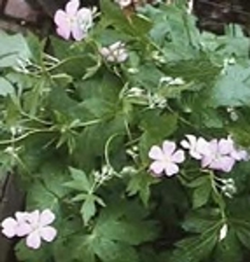 Geranium maculatum - Wild Geranium BEE 18ct Geranium maculatum - Wild Geranium BEE 18ct