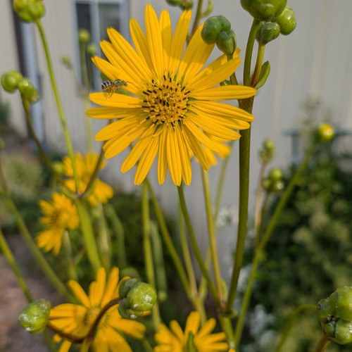Silphium terebinthinaceum - Prairie Dock  18ct