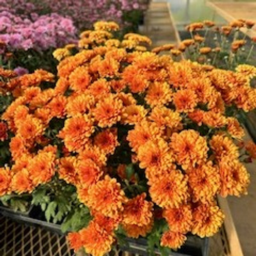 Mega Mum Mini-Lite  Belgian  Orange