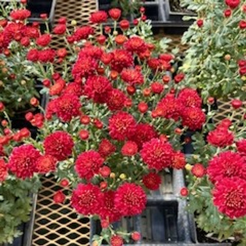 Mega Mum Mini-Lite  Belgian  Red