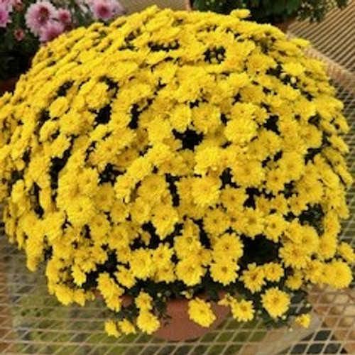 Mega Mum Lite- Belgian  Yellow