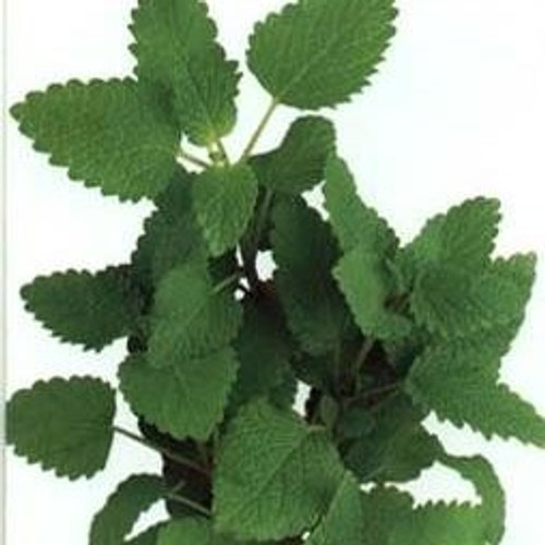 Citronella Balm 18ct