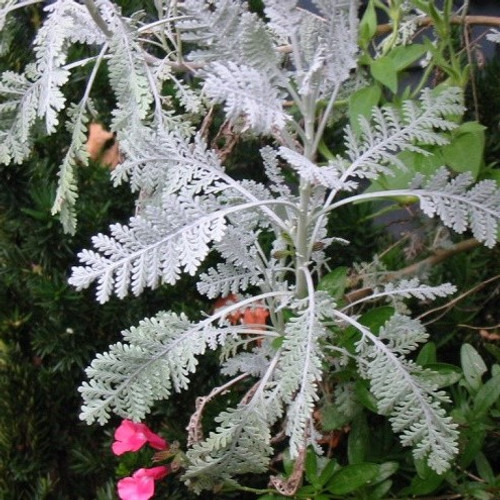 Dusty Miller - Silver Lace 12-4 paks