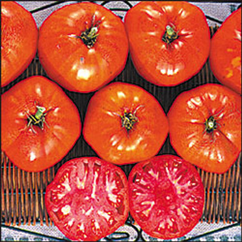 Tomatoes - Italian Heirloom 12-4 paks